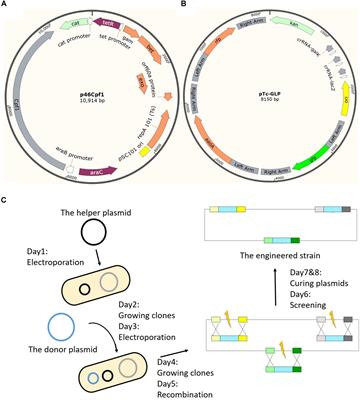 Frontiers A Multiplex Genome Editing Method For Escherichia Coli